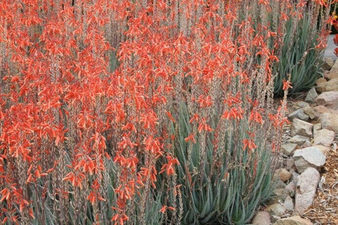 Aloe hyb. ‘Blue Elf’