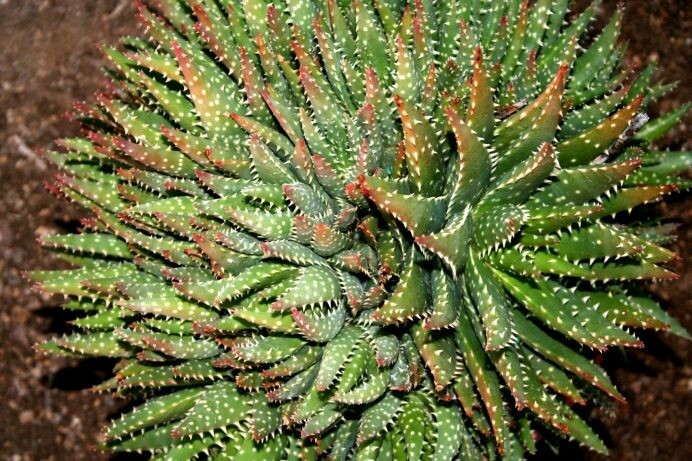 Aloe nobilis variegata Crosby’s Compact