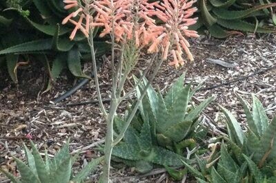 Aloe saponaria