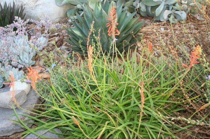 Aloe sp. ‘Red Hot Chili Pepper’