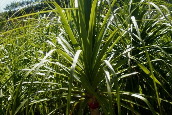 Beaucarnea recurvata