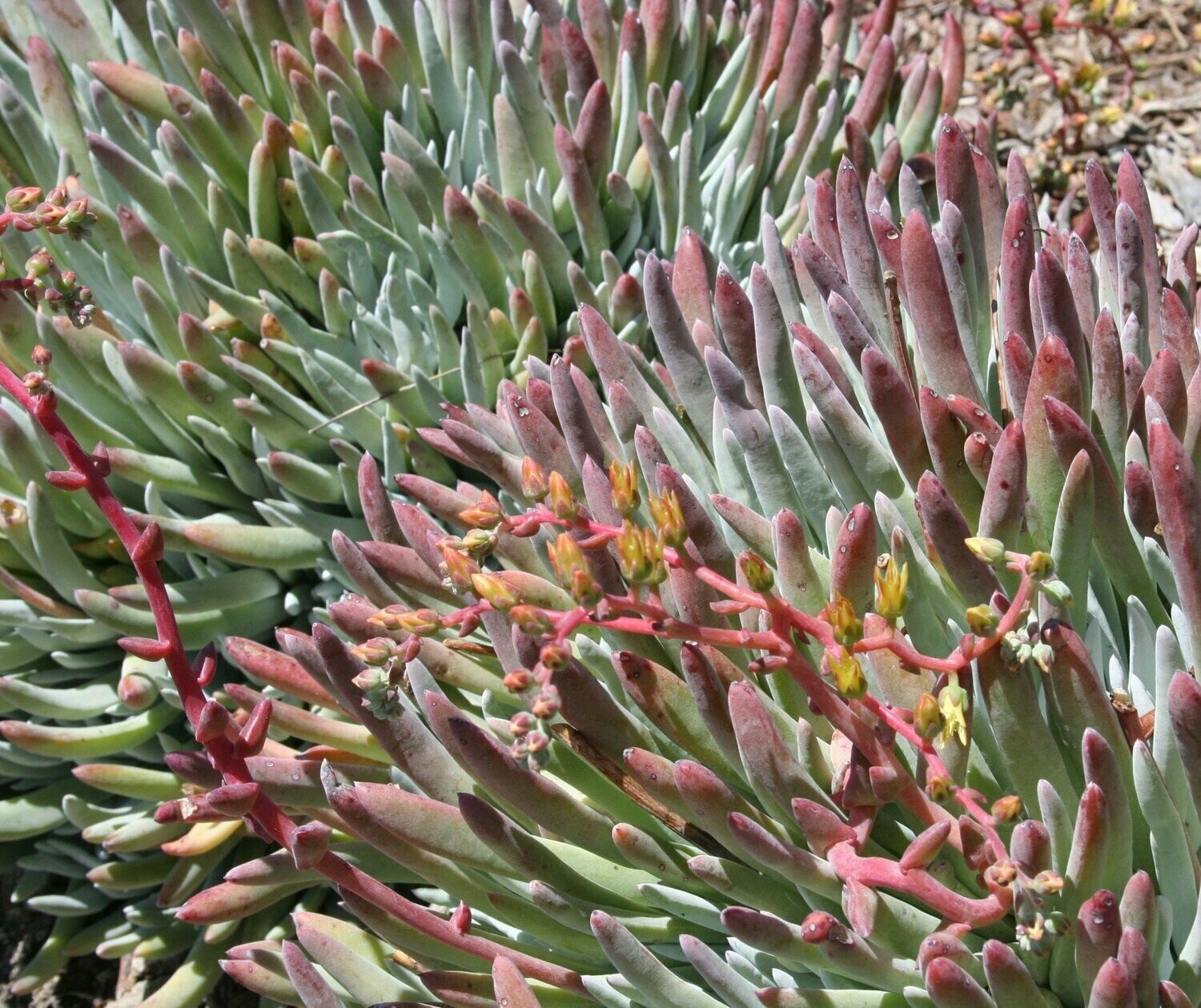 Dudleya edulis