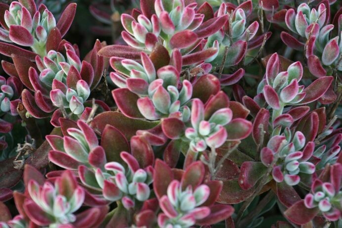 Echeveria harmsii ‘Ruby Slippers’