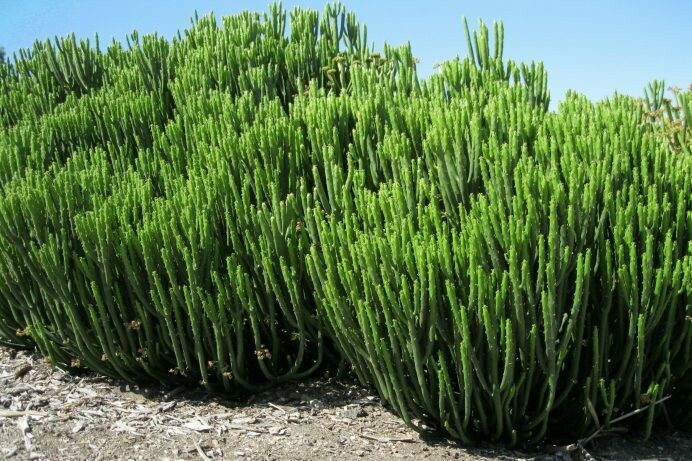 Euphorbia leucadendron