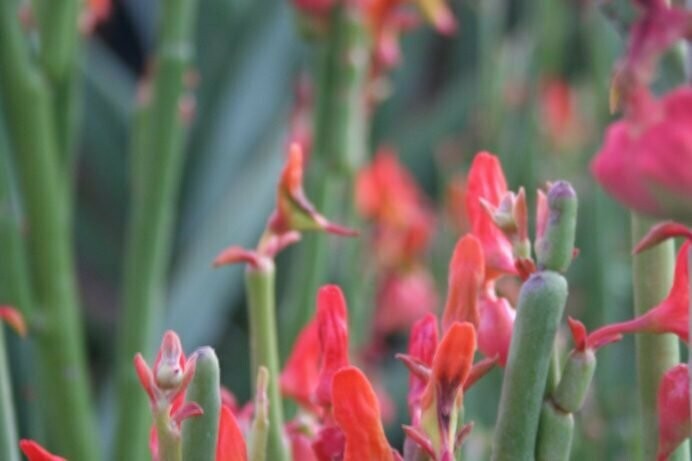 Pedilanthus Macrocarpus - Lady's Slipper – Kesslers Cacti