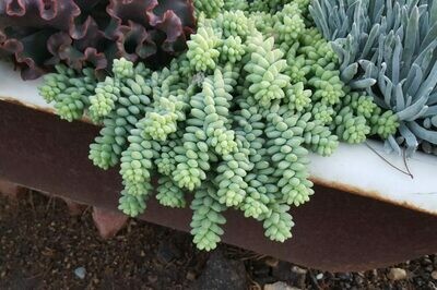 Sedum morganianum ‘Baby Burro Tails’