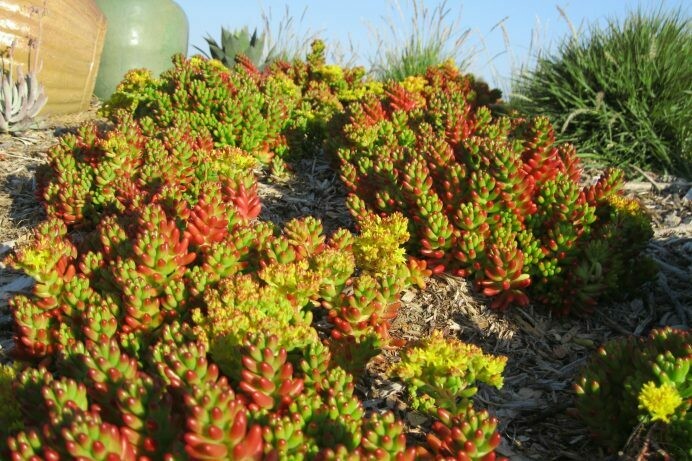 Sedum rubrotinctum