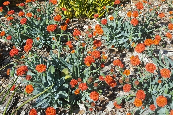 Senecio cephalophorus (fulgens)