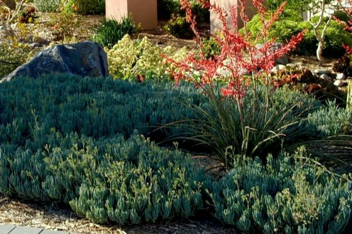 Senecio serpens