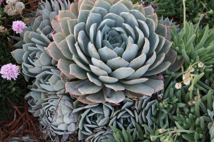 Echeveria peacockii