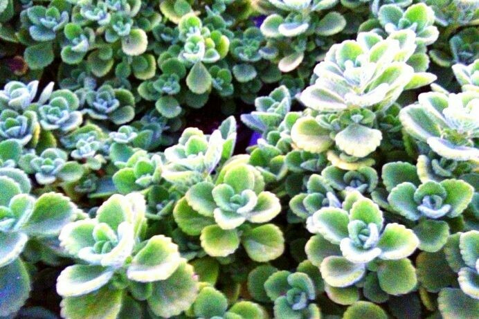 Plectranthus tomentosa