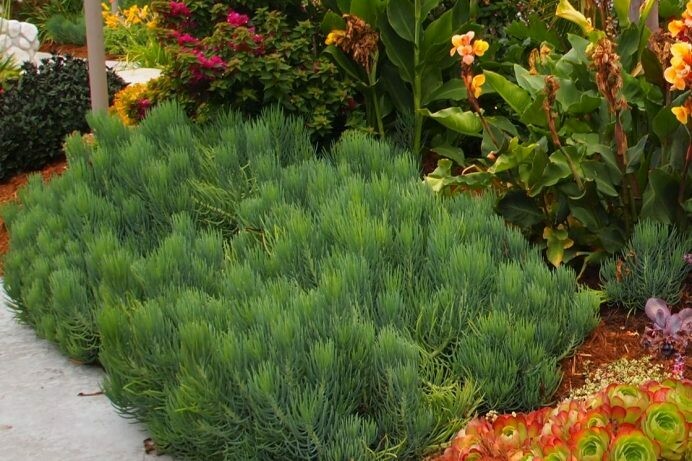 Senecio vitalis