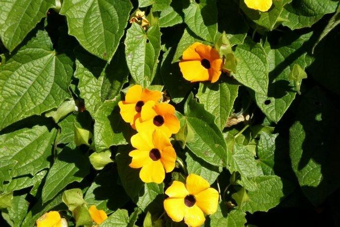 Thunbergia alata ‘Black Eyed Susan Vine’