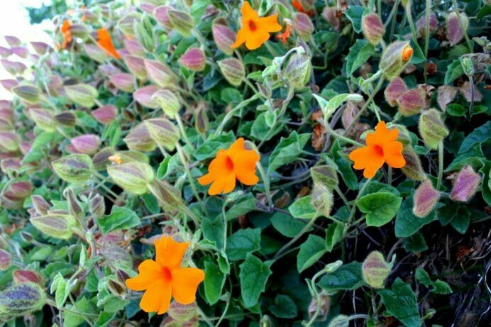 Thunbergia gregorii