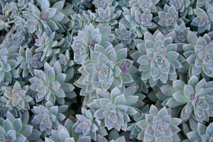 Graptopetalum paraguayense