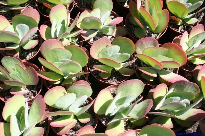 Kalanchoe luciae thrysifolia