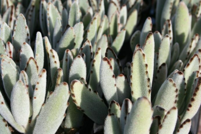 Kalanchoe tomentosa