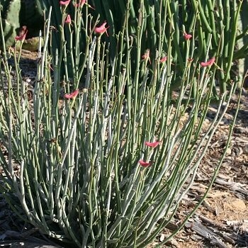 Euphorbia Lomelii Lady's Slipper Plant / Formerly Pedilanthus Macrocarpus  Bare-root - Etsy Denmark