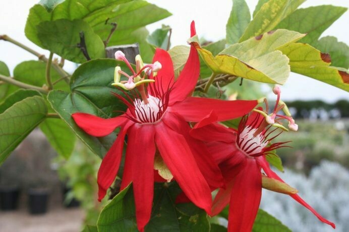 Passiflora vitifolia