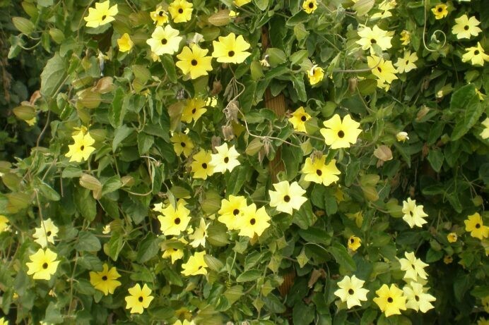 Thunbergia alata ‘Sunny Lemon Star’
