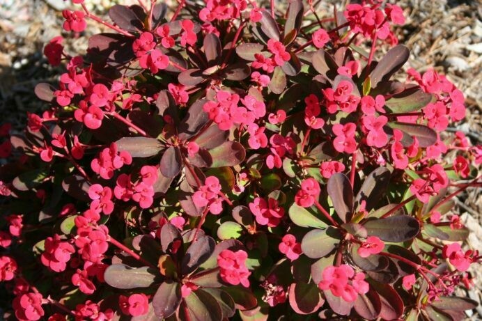 Euphorbia millii hyb. ‘Redi-Red’