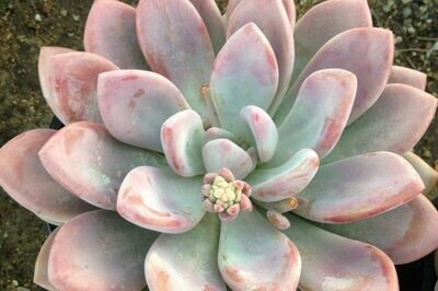 Graptoveria ‘Blue Candle’