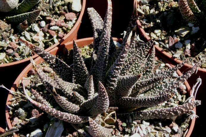 Haworthia hybrid