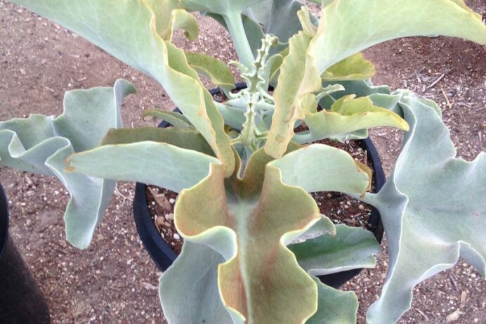 豪華で新しい Kalanchoe beharensis アニメ