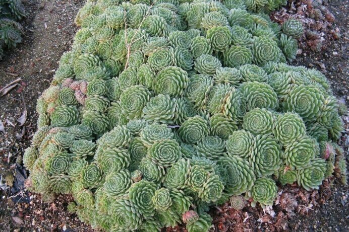 Sempervivum tectorum