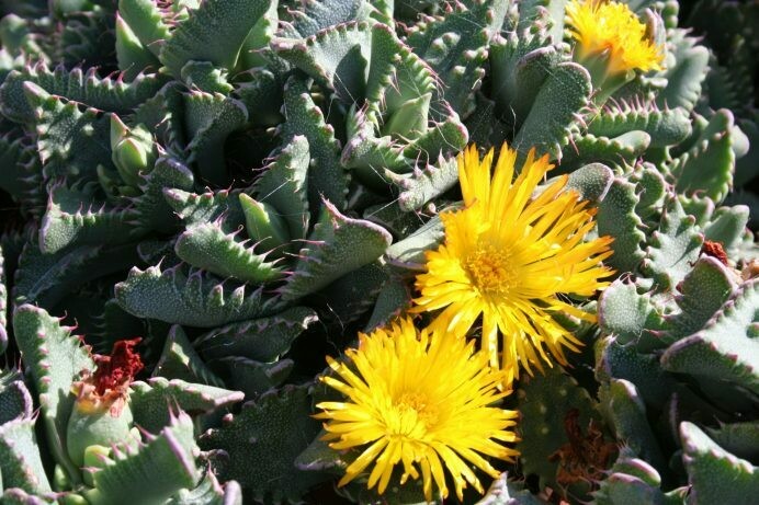 Faucaria tigrina