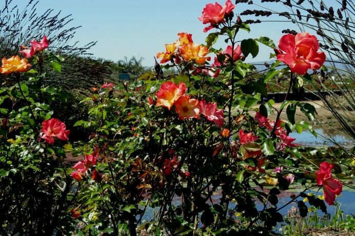 Rosa ‘Playboy’