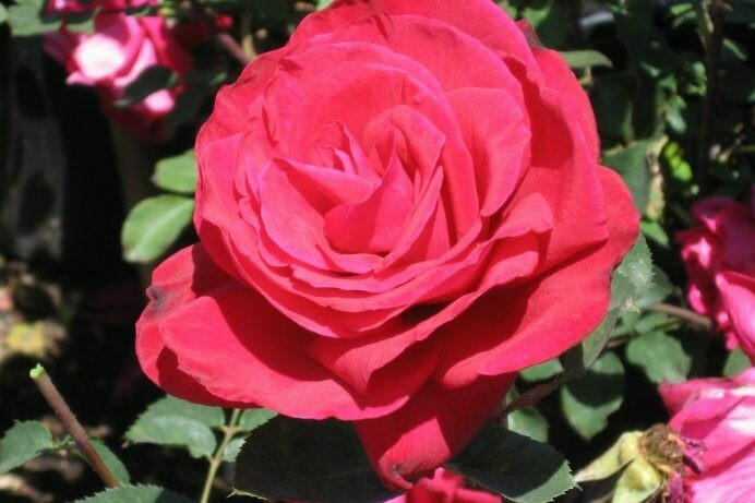 Rosa ‘Proud Land’