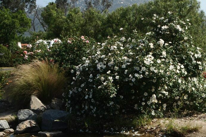 Rosa ‘Sharon’s Delight’