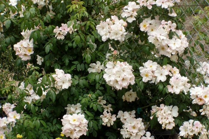 Rosa ‘Sally Holmes’