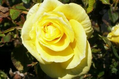 Rosa ‘Sunsprite’