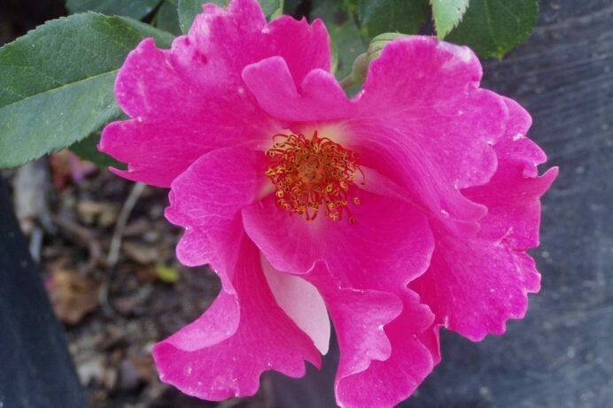 Rosa ‘Playgirl’