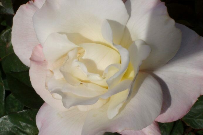 Rosa ‘Pristine’