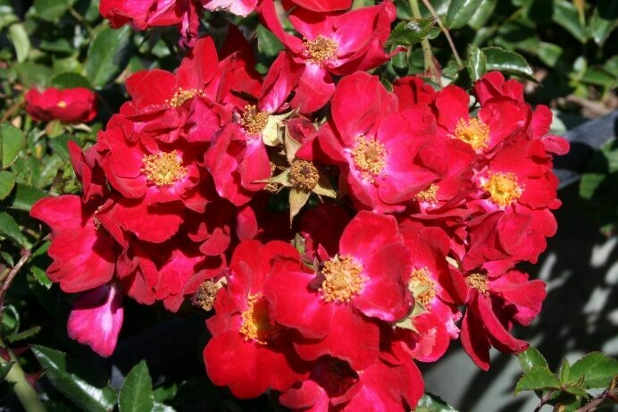 Rosa ‘Red Spread’