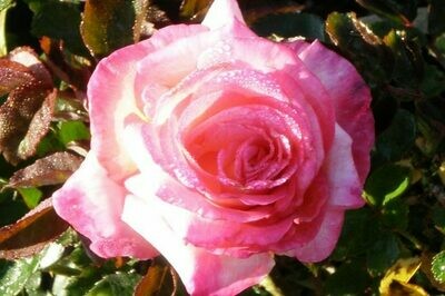 Rosa ‘Sheila’s Perfume’