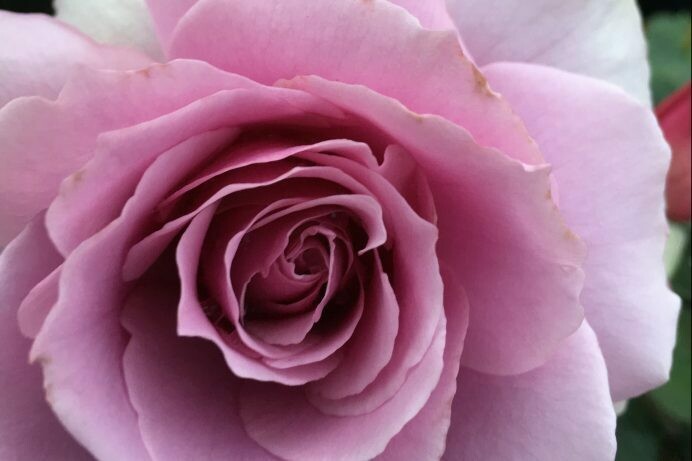 Rosa ‘Silver Star’