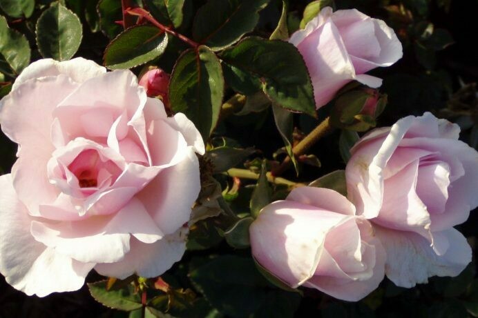 Rosa ‘Souvenir de St. Anne’s’