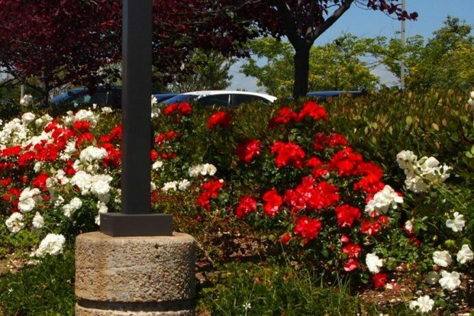 Rosa ‘Spanish Red’