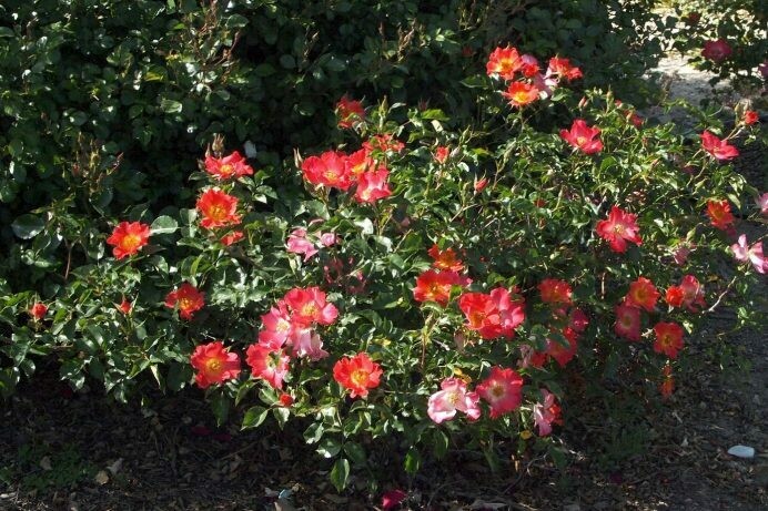 Rosa ‘Summer Harvest’