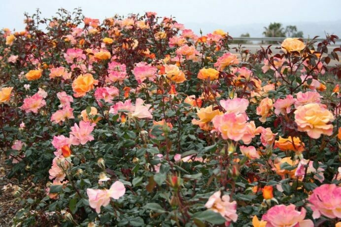 Rosa ‘Sunny Side Up’