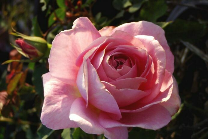 Rosa ‘Tiffany’