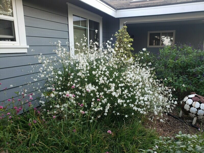 Gaura lindheimeri