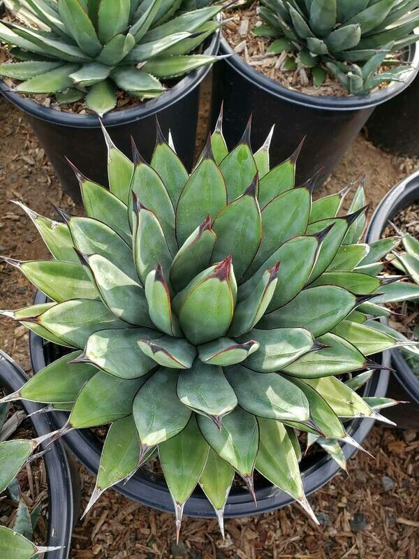 Agave ‘Little Shark’
