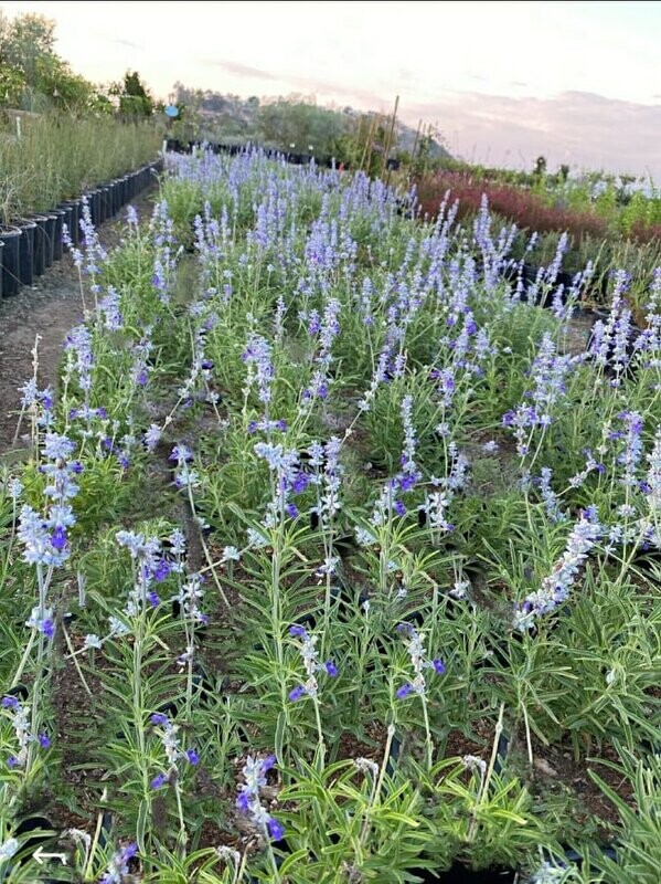 Salvia farinaceae ‘Lavender Fields’ (R)