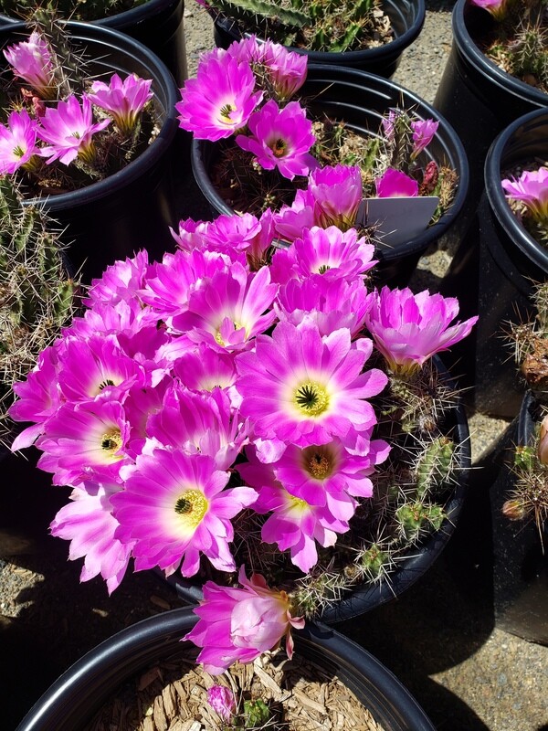 Echinocereus pentalophus