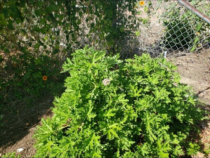 Pelargonium graveolens Citronella